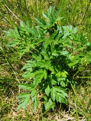 Ligusticum canbyi