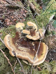 Phaeolus schweinitzii