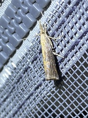 Neodactria luteolellus