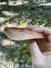 Fistulina hepatica