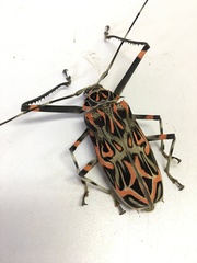 Acrocinus longimanus