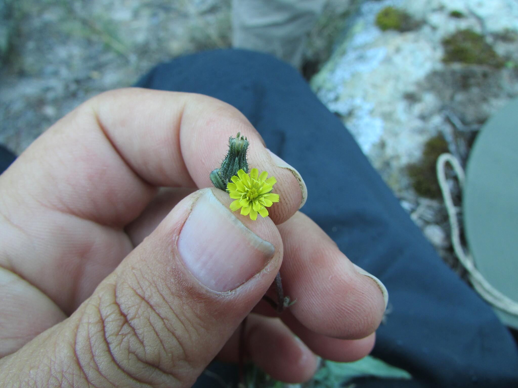 Rusby's Hawkweed (Hieracium abscissum)