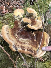 Phaeolus schweinitzii