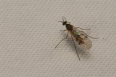 Anisopodidae
