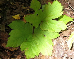 Hydrastis canadensis