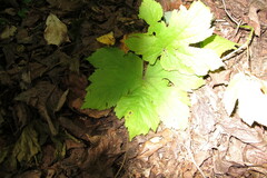 Hydrastis canadensis