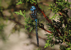 Rhionaeschna jalapensis