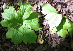 Hydrastis canadensis