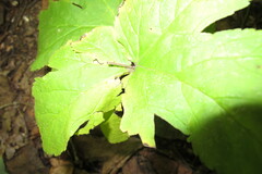 Hydrastis canadensis