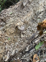 Arrhenia epichysium
