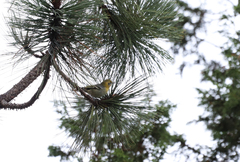Peucedramus taeniatus