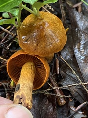 Cortinarius semisanguineus