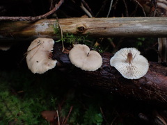 Lentinellus