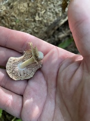 Arrhenia epichysium