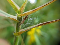 Pisaurina