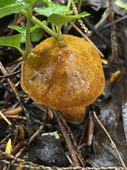 Cortinarius semisanguineus