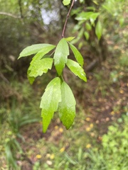 Plagianthus regius