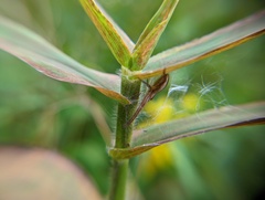 Pisaurina