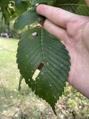 Ulmus rubra