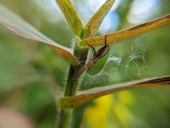 Pisaurina