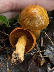 Cortinarius semisanguineus