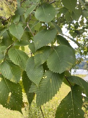 Ulmus rubra
