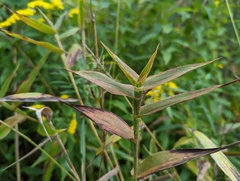 Pisaurina