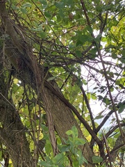 Ulmus rubra