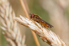 Platycheirus clypeatus
