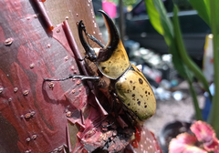 Dynastes hyllus