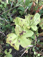 Hydrastis canadensis