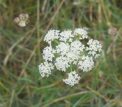Seseli montanum