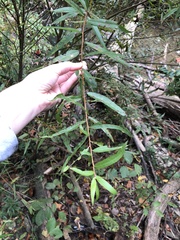 Salix nigra
