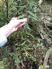 Salix nigra