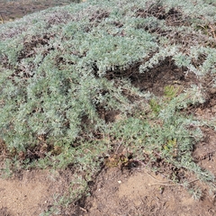 Lupinus albifrons
