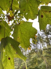 Acer saccharum