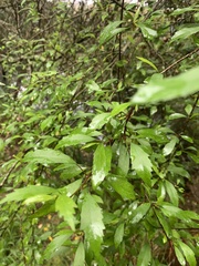 Plagianthus regius