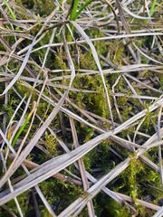 Drepanocladus