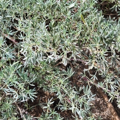 Lupinus albifrons