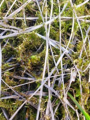 Drepanocladus