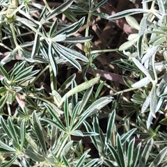 Lupinus albifrons