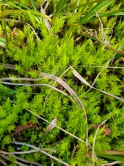 Aulacomnium palustre