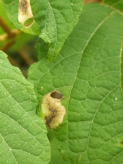 Aspilanta hydrangaeella