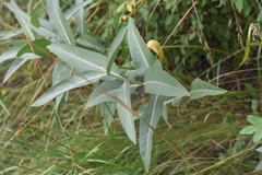 Asclepias speciosa