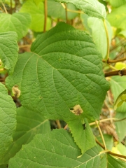 Aspilanta hydrangaeella