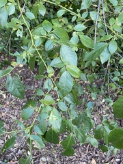 Vaccinium corymbosum