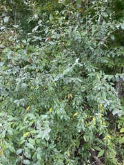 Elaeagnus umbellata