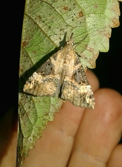 Hypena obsitalis