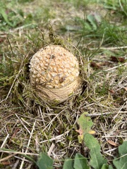 Amanita muscaria