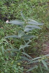 Asclepias speciosa